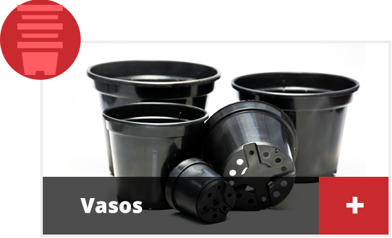 Vasos